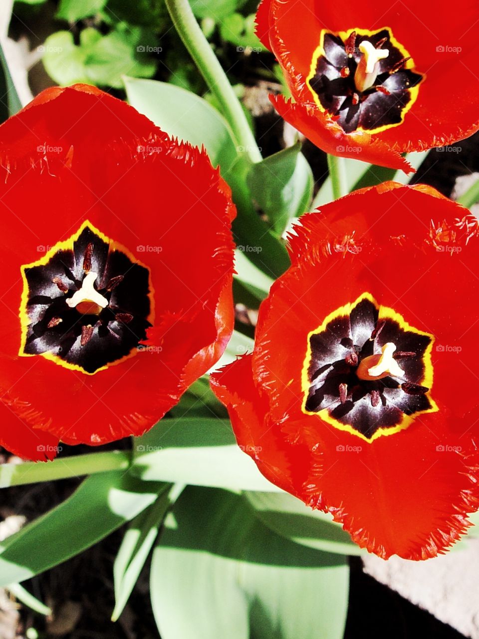 Red tulips