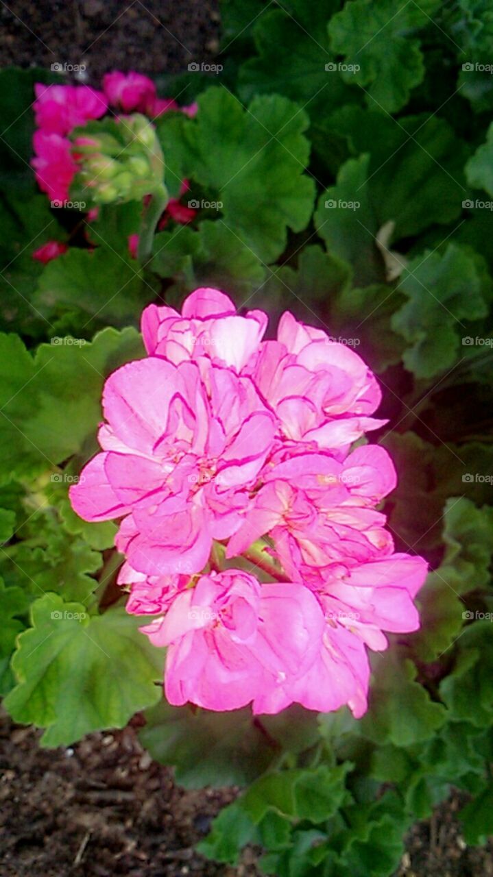 Pink rose 🌸
rosa 🌸