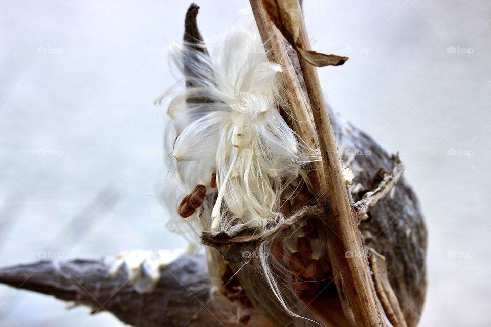 Milkweed