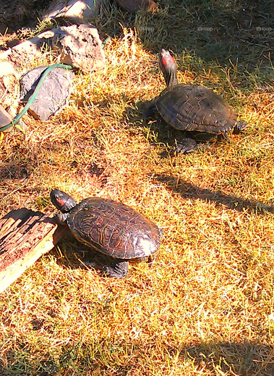 As Fall turns grass brown,  turtles soak up last days warm sunshine