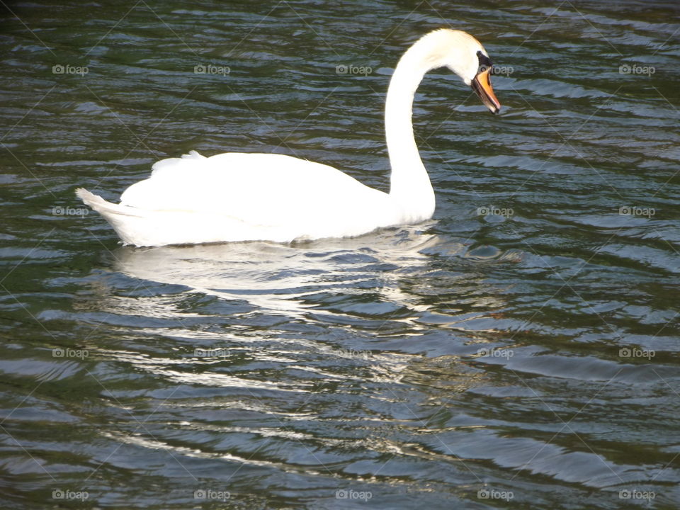 Swan On A Lake