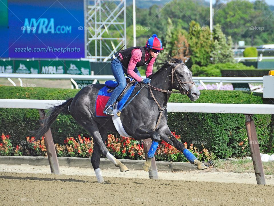 Graham Motion Workouts . A beautiful dappled gray racehorse gets a nice workout on the Belmont main track.  
Horse racing gifts at Fleetphoto. 