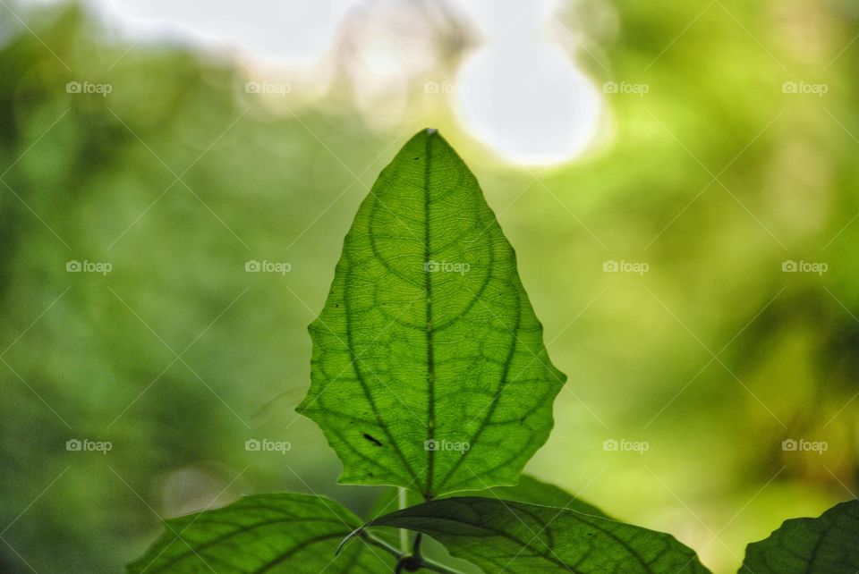 green Leaf closeup