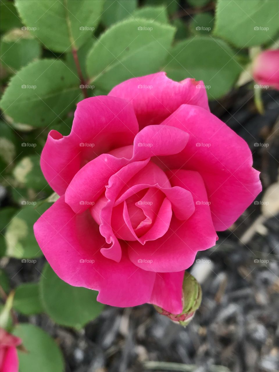 Rose Color Explosion