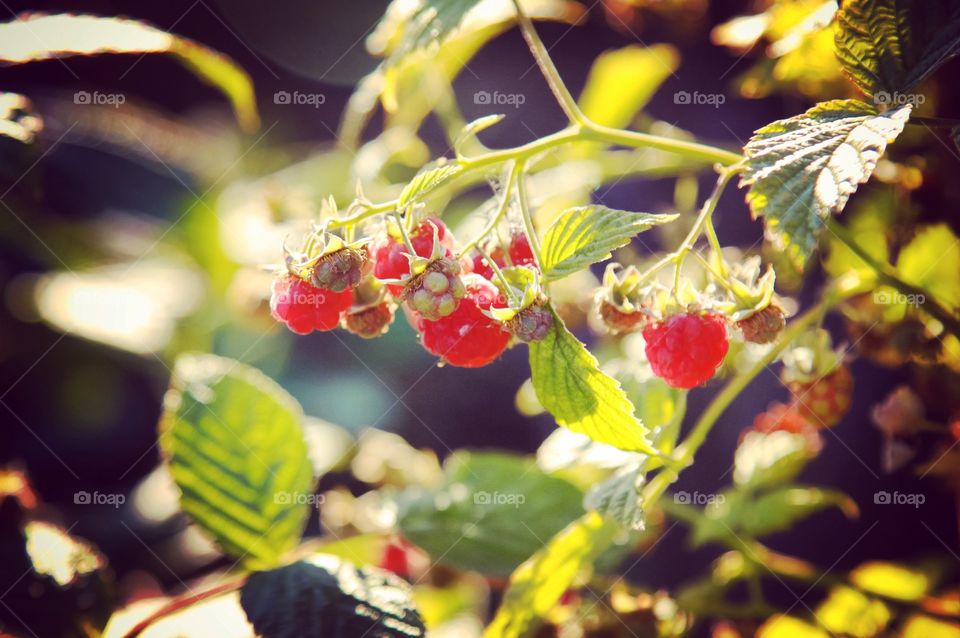Wild raspberry found on a sunny summerday