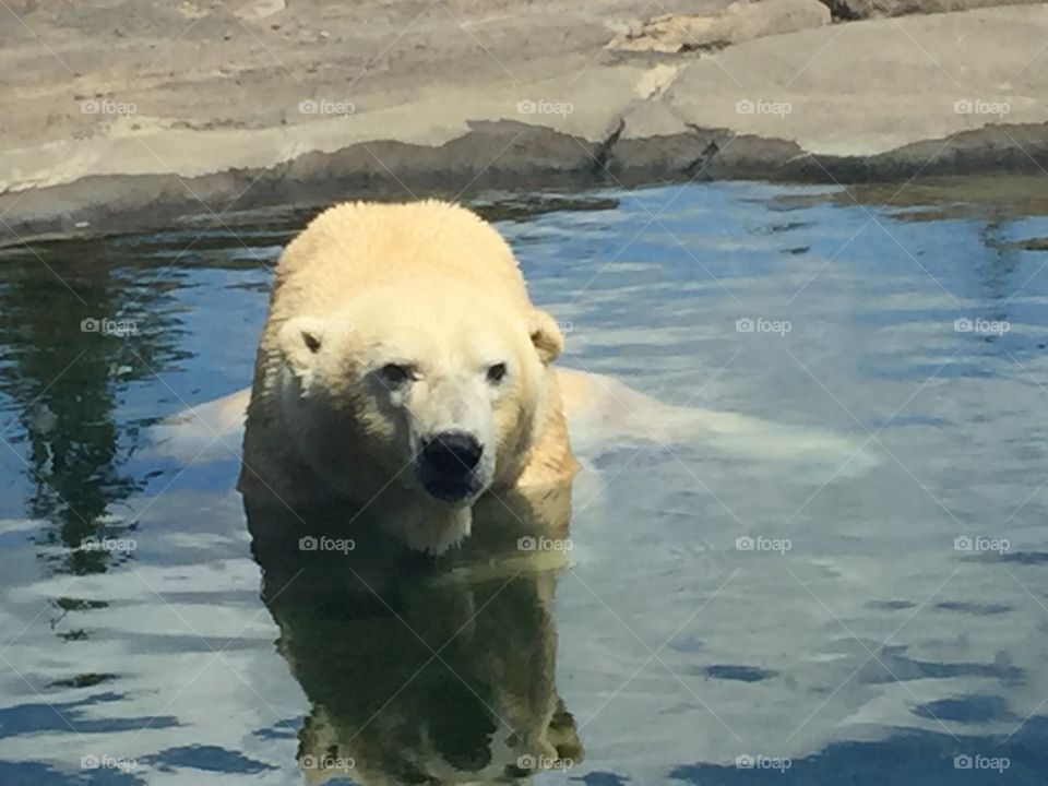 Polar Bear Swim