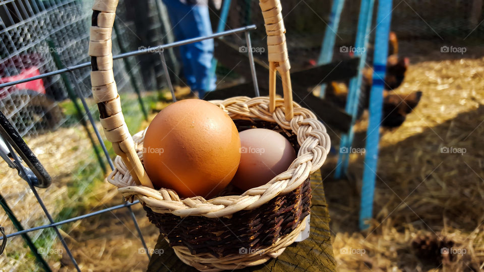 Backyard Chicken Eggs- Eggs laid by our backyard city chickens.