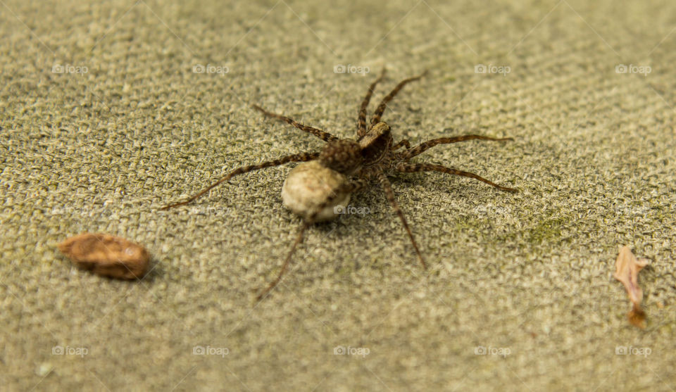 arachnid hunting at morning