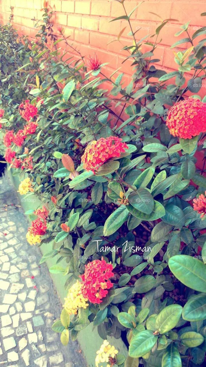 ixora, red Flower
