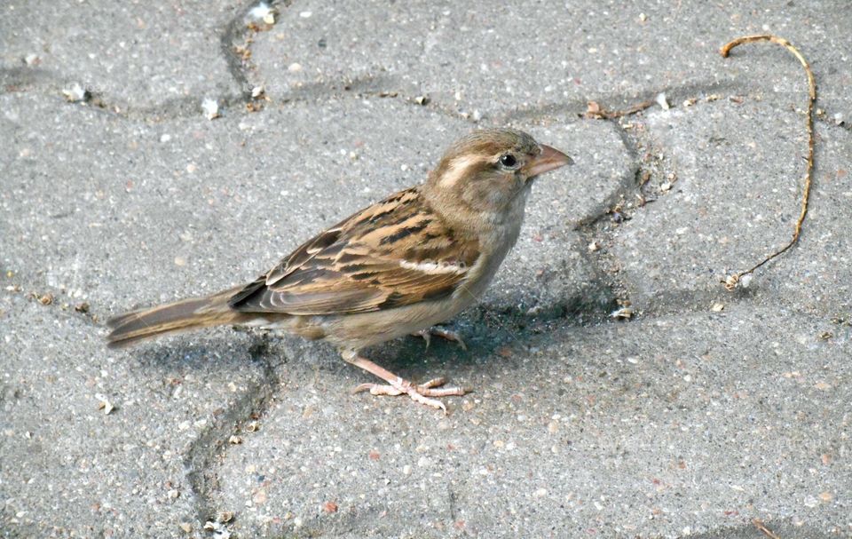 Bird, Wildlife, Nature, Outdoors, No Person