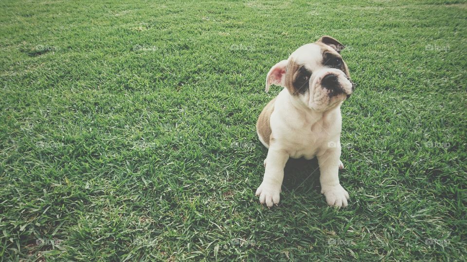 Bulldog sitting on grass