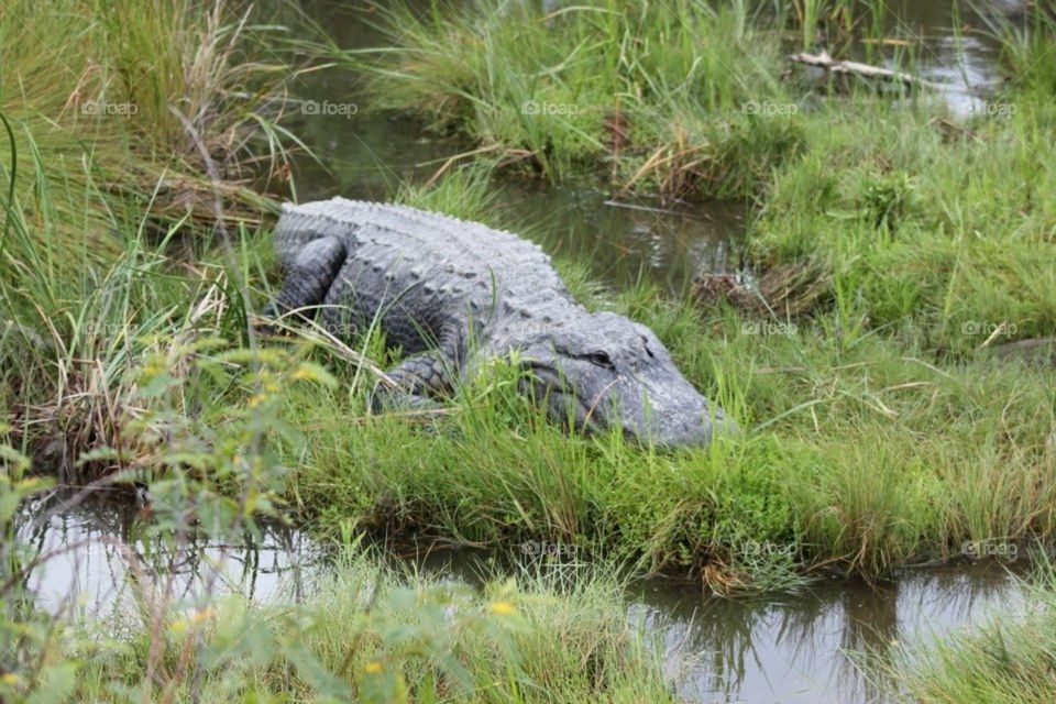Crocodile or alligator!?