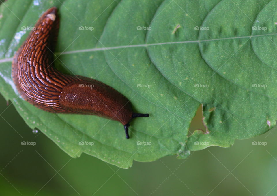 Snail On Leaf