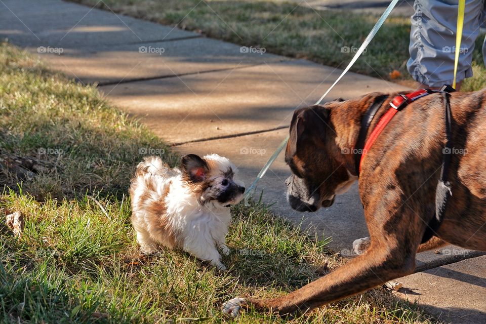 Puppy and Boxer