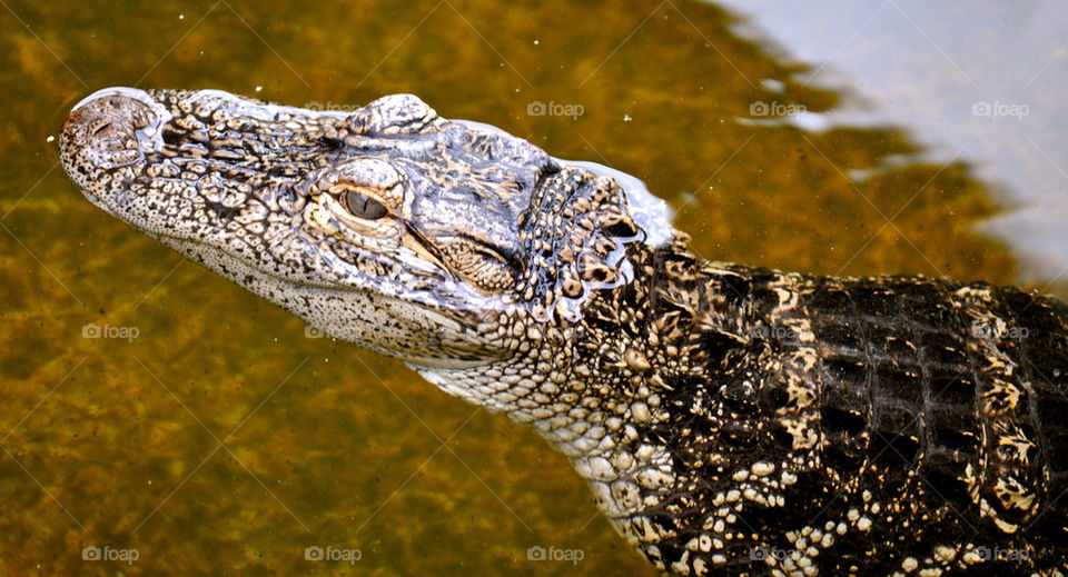 Alligator/ Crocodile 