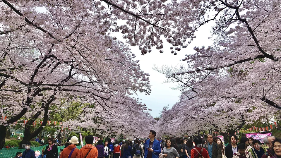 All round us is Sakura lovers 