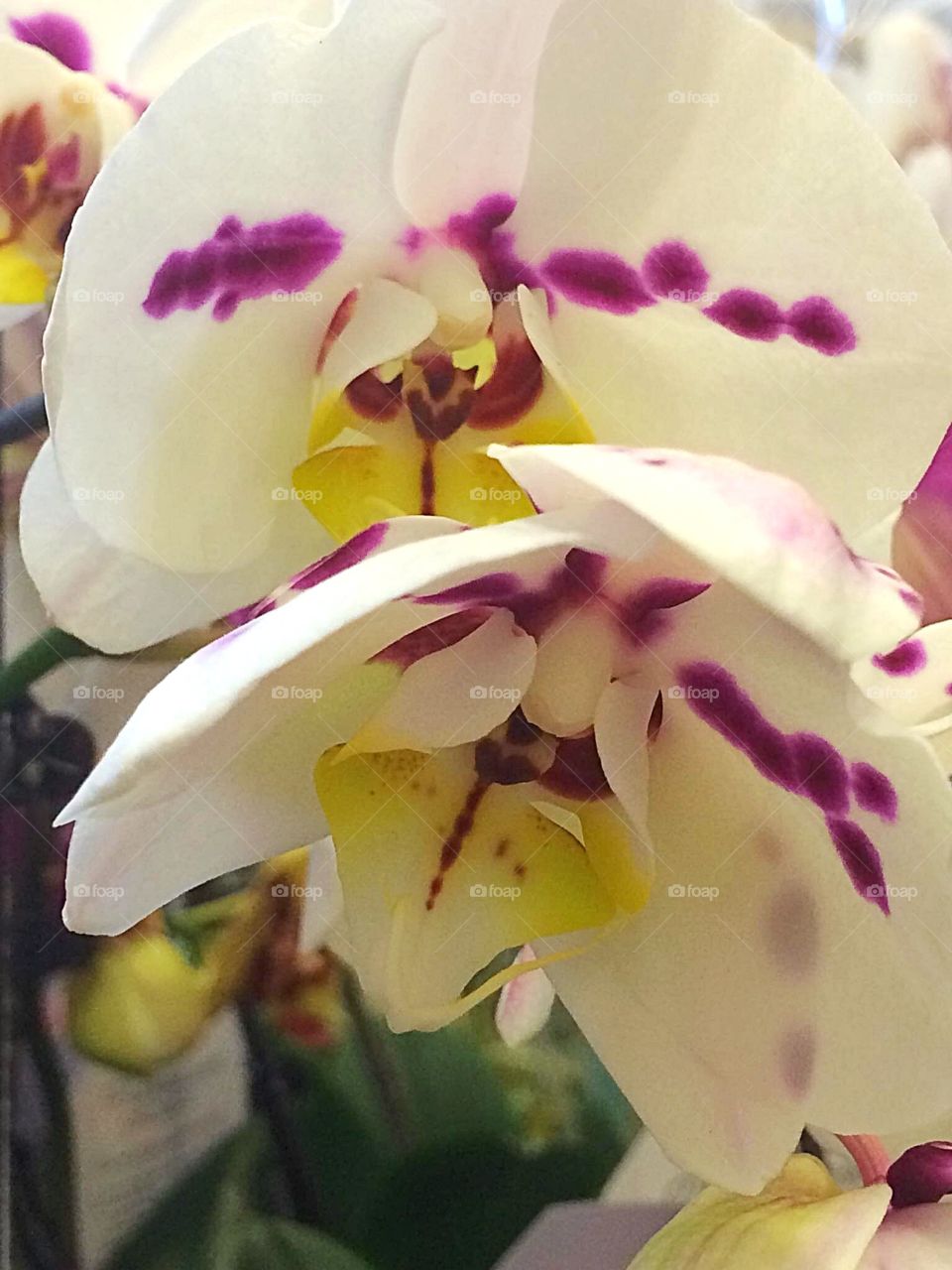 Orchids 
