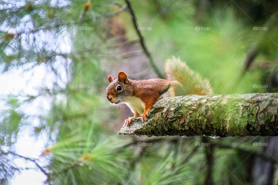 Cute red squirrel