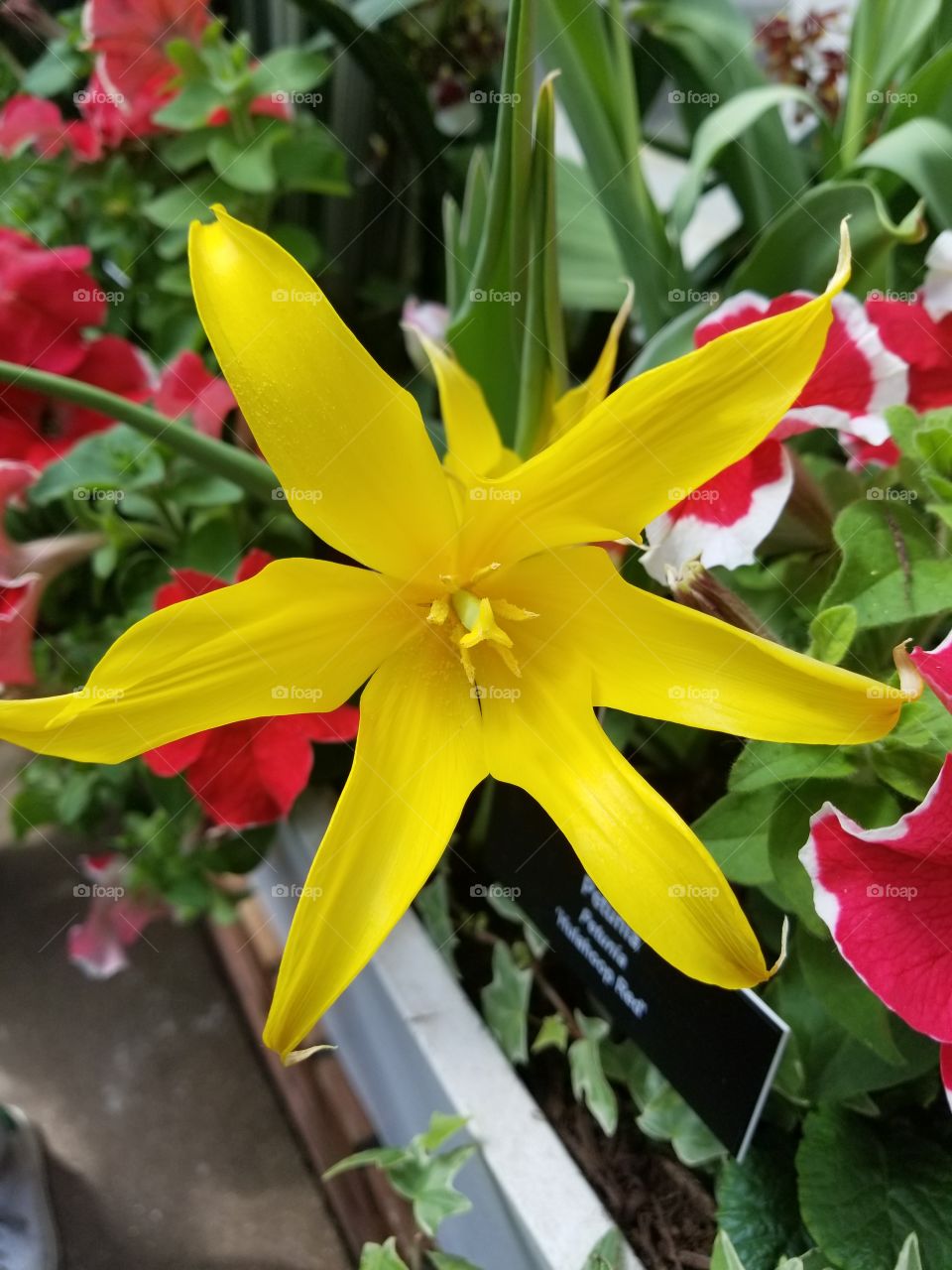 yellow flower bursting