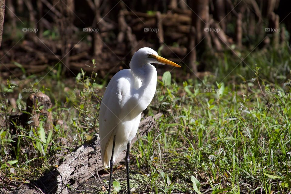 Great Egret on the Hillsborough River