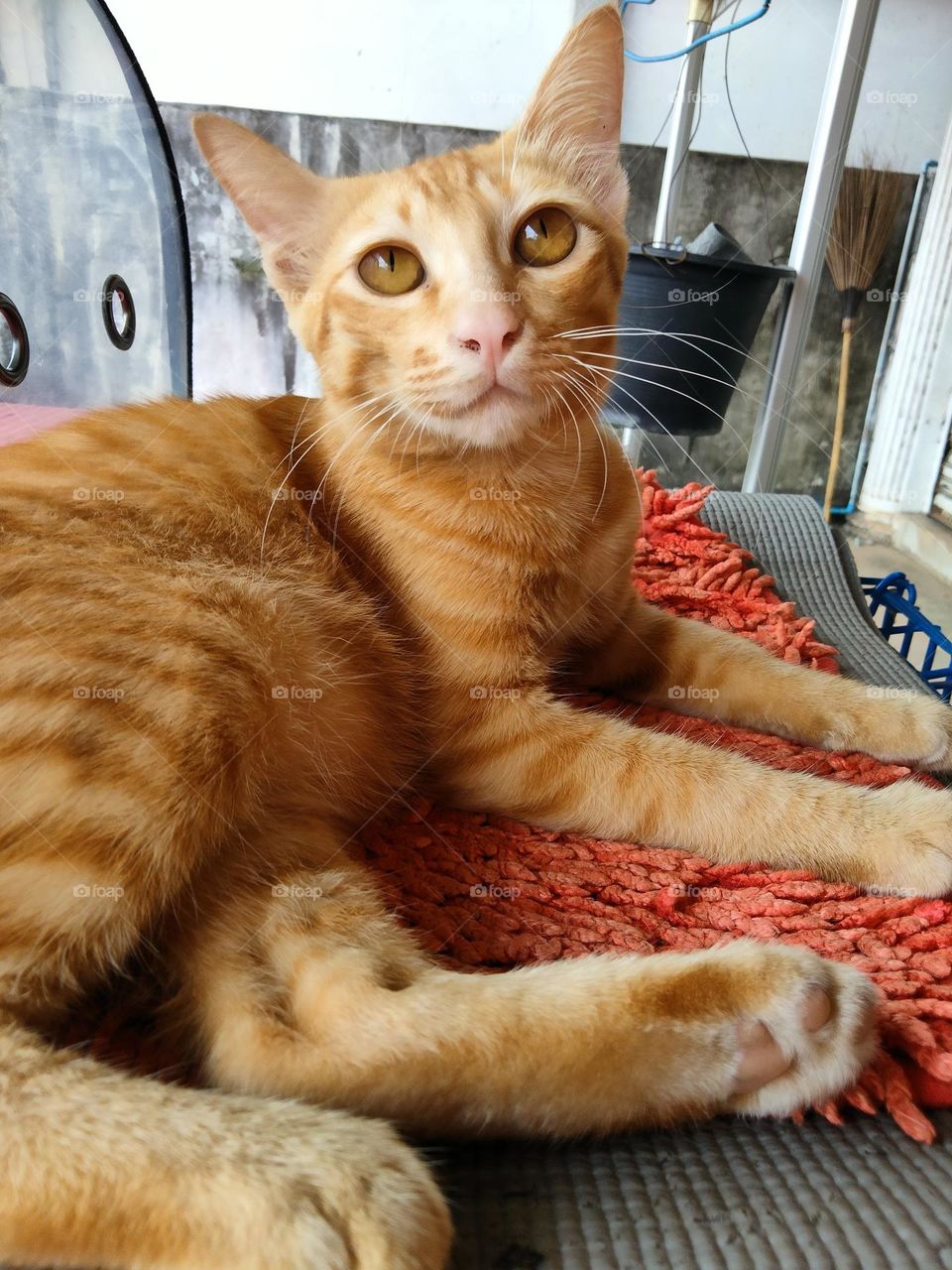 This orange cat is smiling at me.