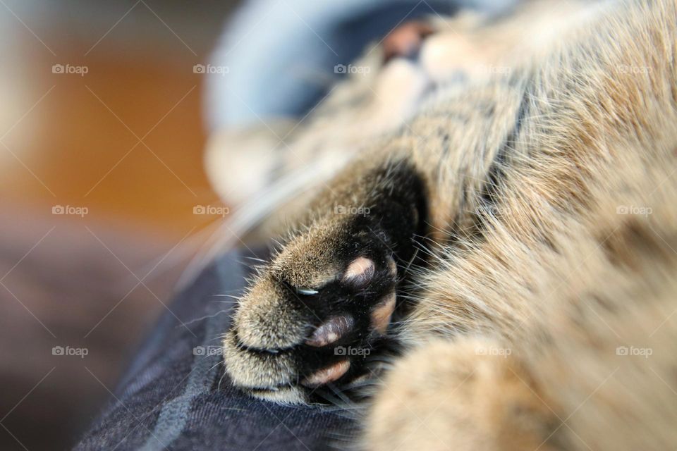 Close up of a tabby senior cat relaxing at home 