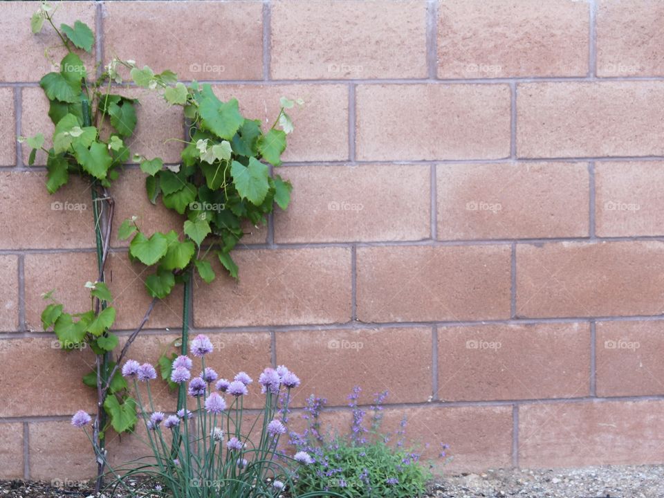 Grapes in a garden