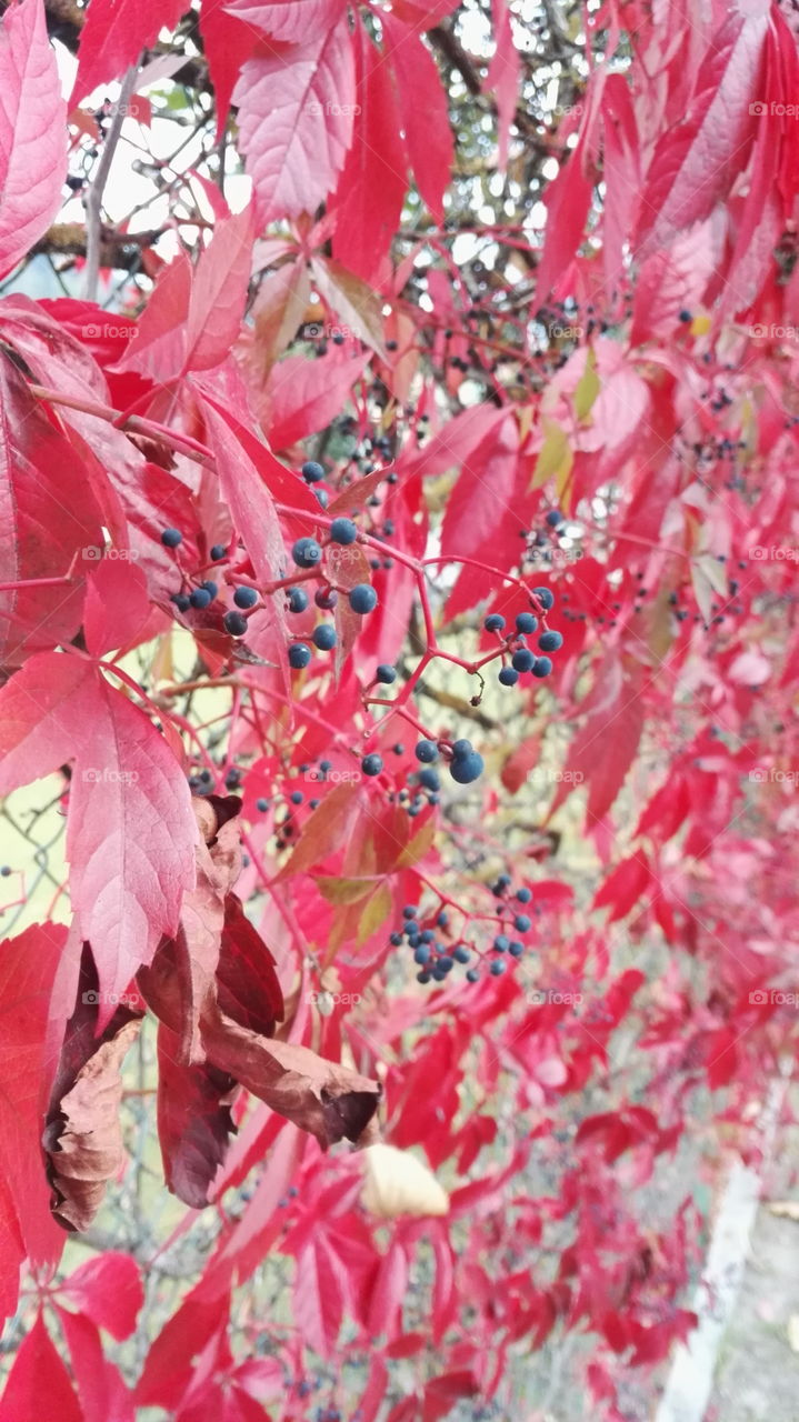 red leaves