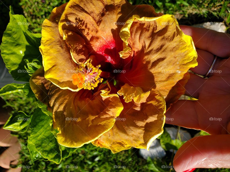 exotic hibiscus
