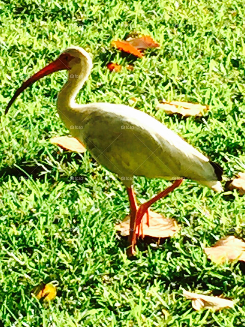 Ibis. I is in the morning 