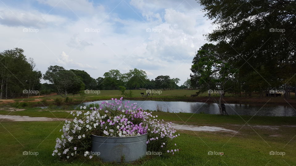 Country Petunias by the Pond