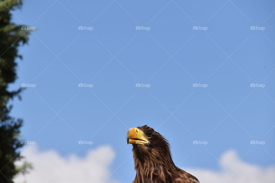 Sea Eagle portrait from low ankle view 
