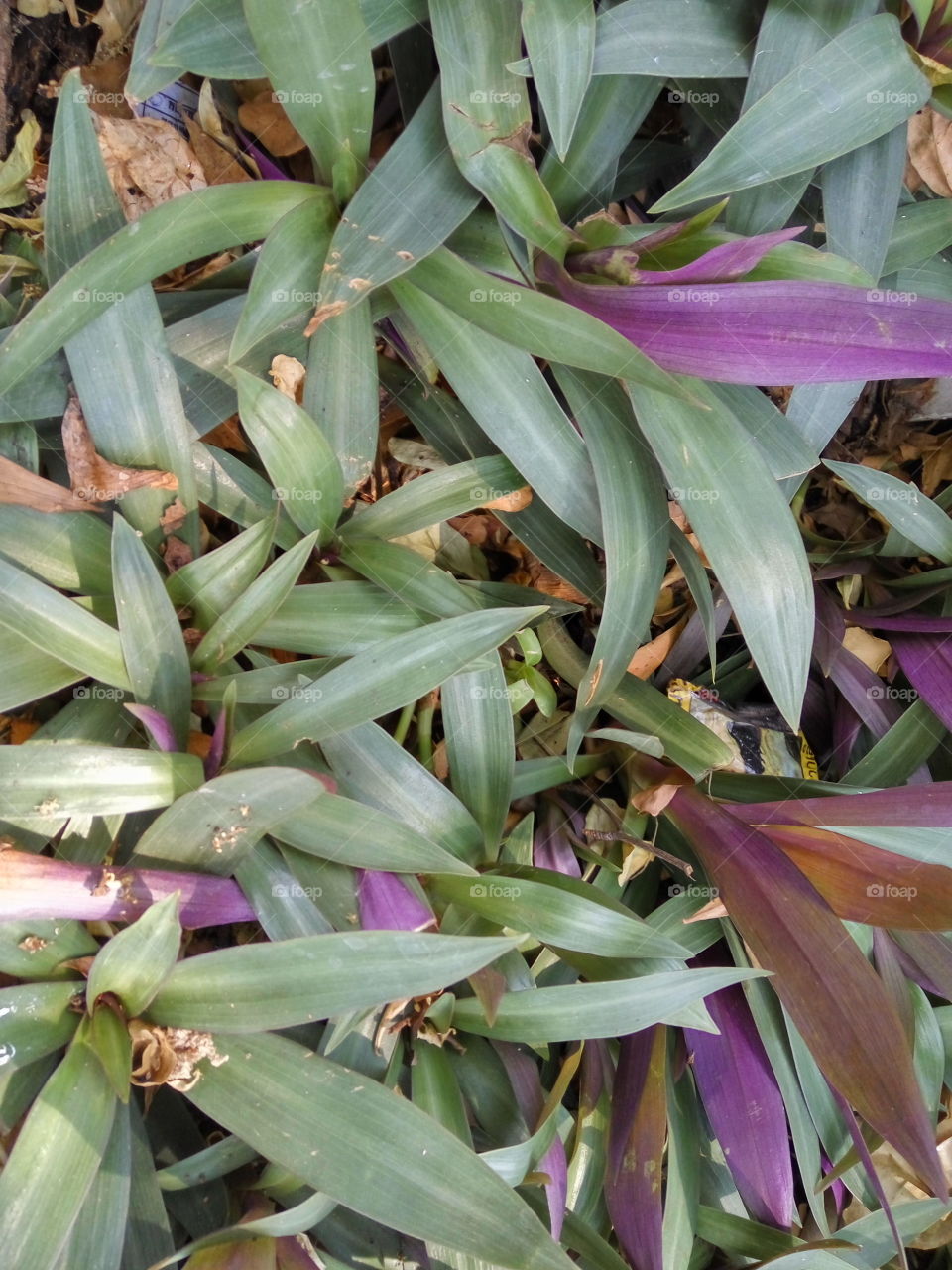 close up to green and violet leaves background