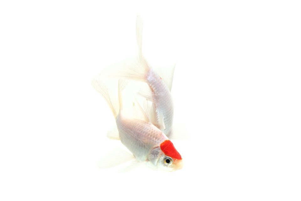 koi fish