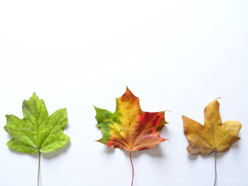 Three fall leaves in a row