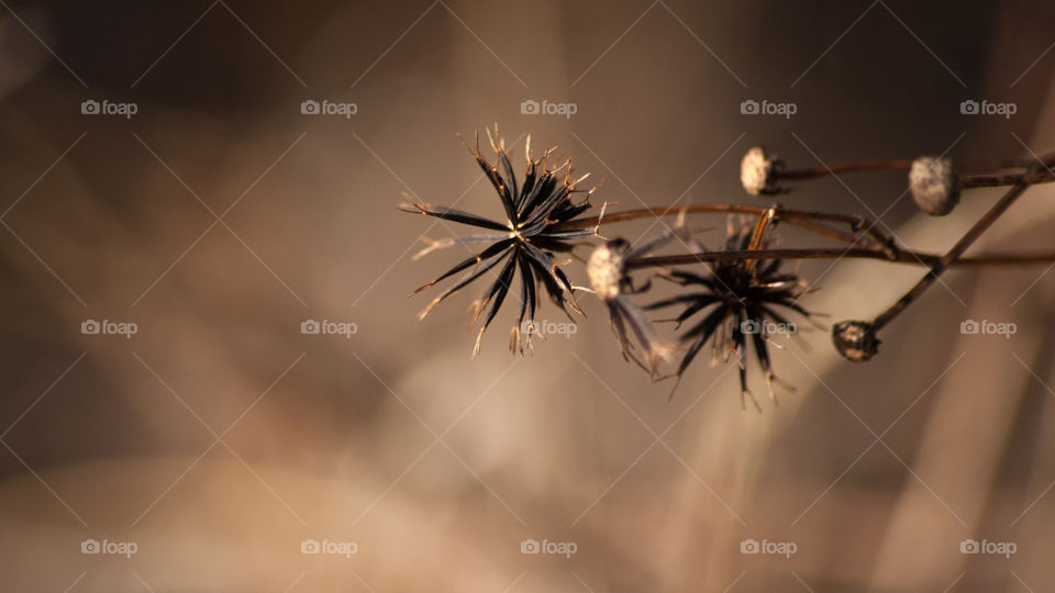 Blackjack the dark not so nice dandelion 