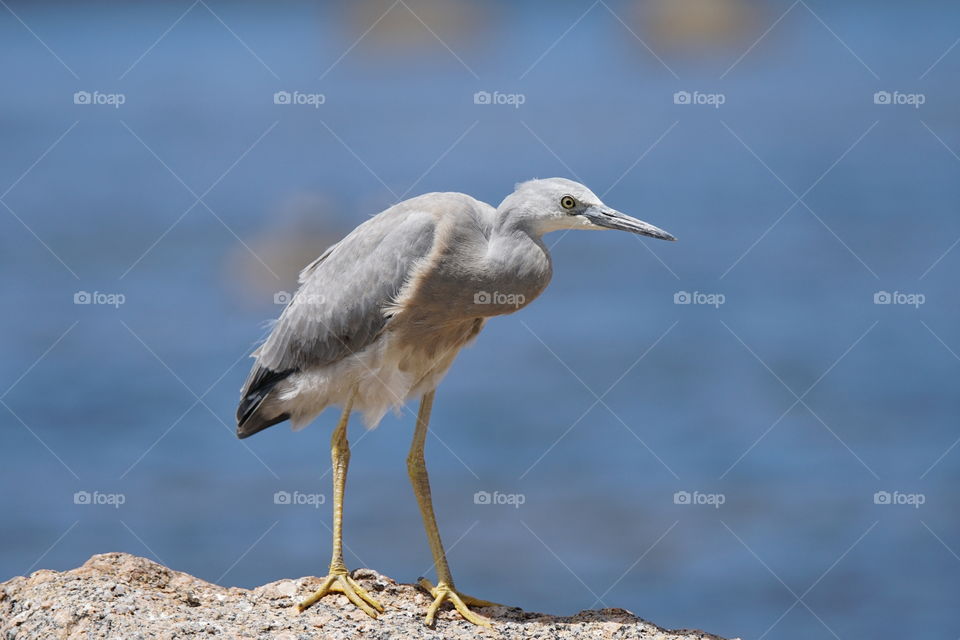 Grey Heron