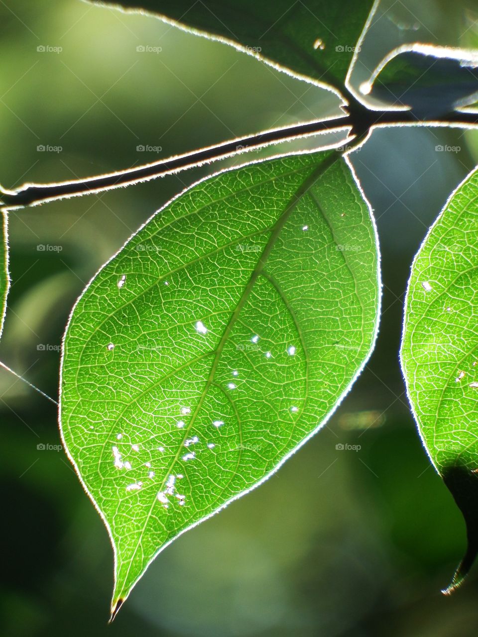Green tree leaf in the sun closeup with light shining through.
