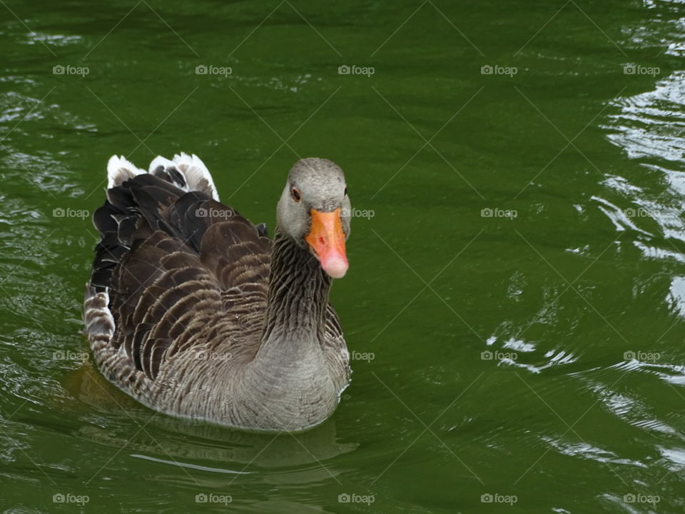 duck