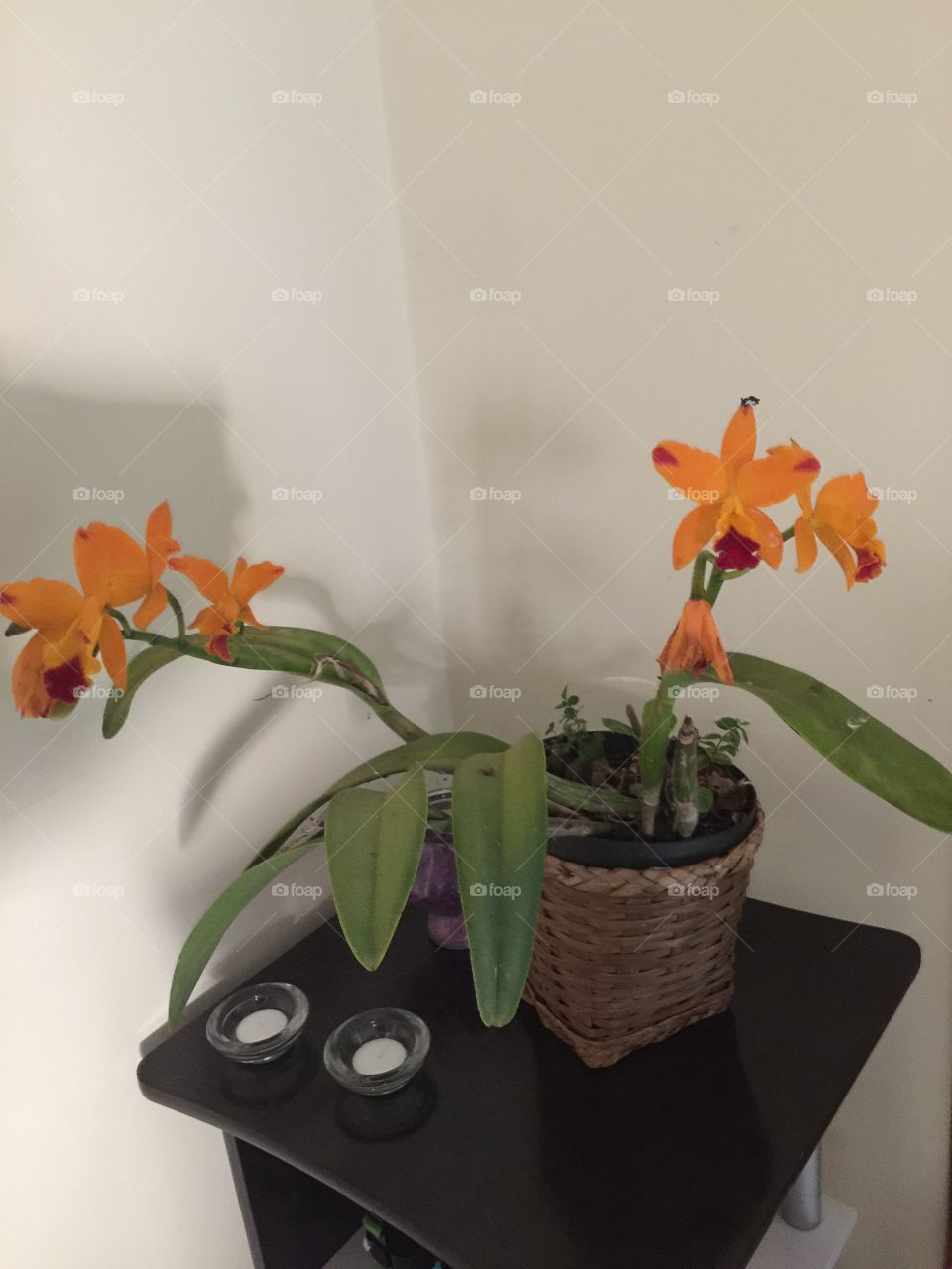 Flores! Orquídea laranja.vaso de planta. Velas decorativas. Decoração. Brasil. Flor linda. Floresceu novamente. 