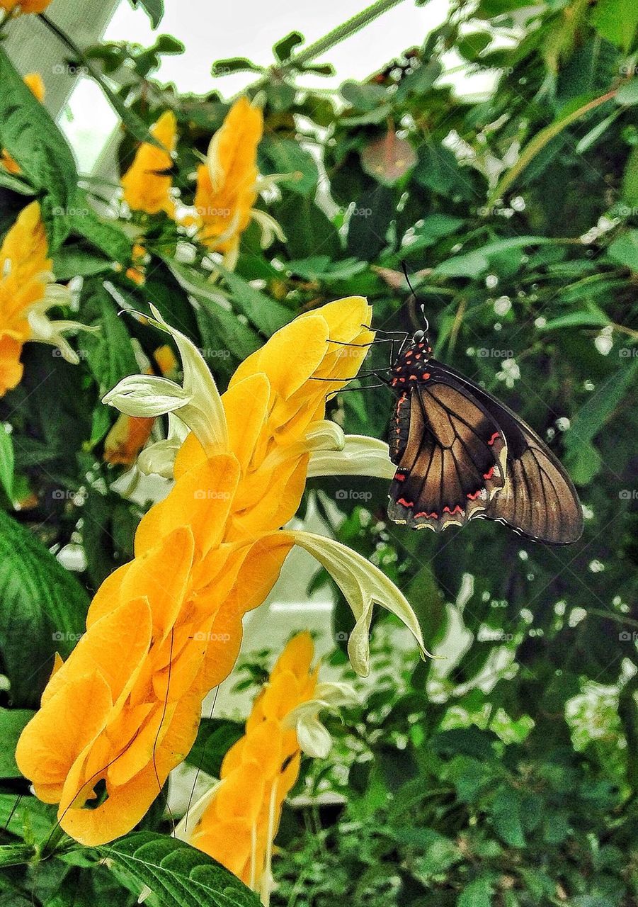 Butterfly on flower