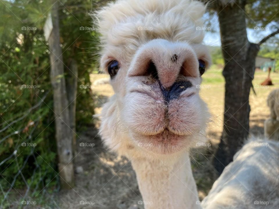 Close up of an Alpaca