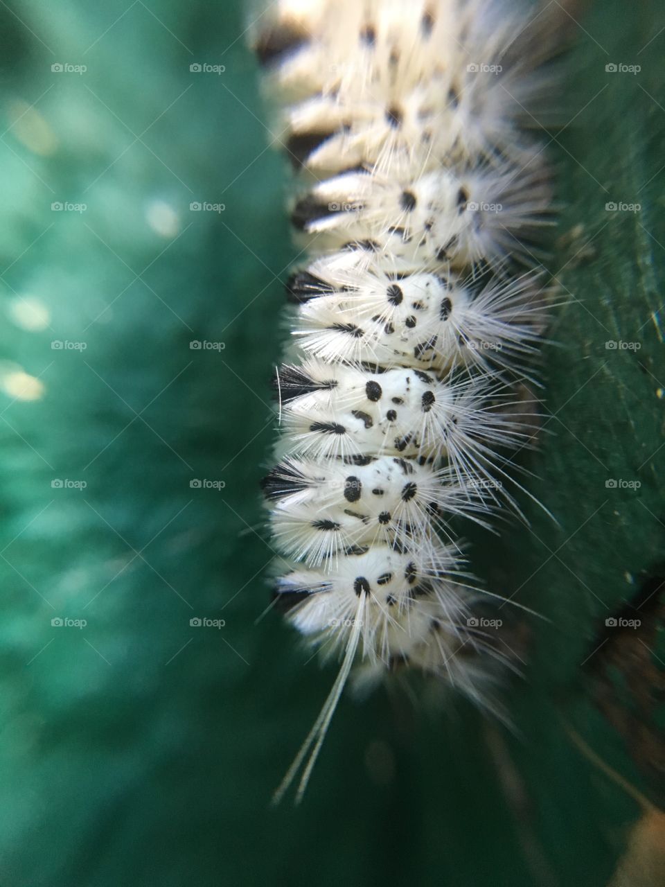 Caterpillar closeup
