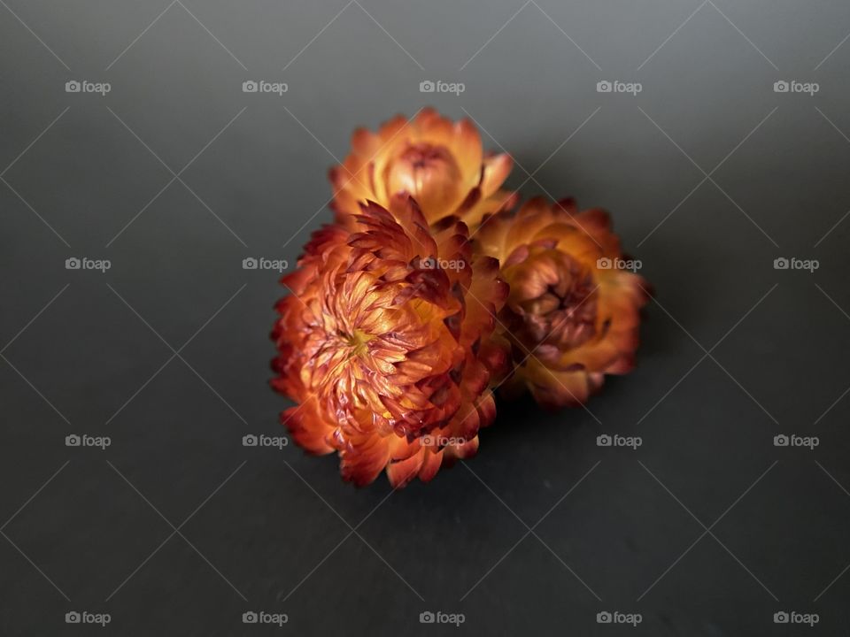 Straw flowers on a black background 