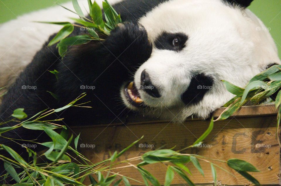 Happy giant panda eating