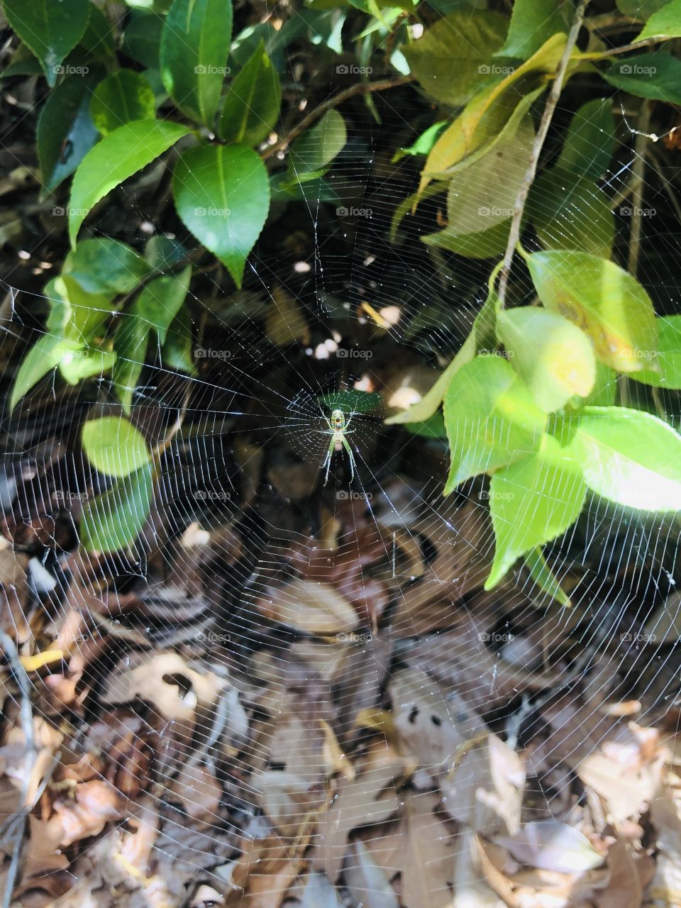 Green patterned spider on web