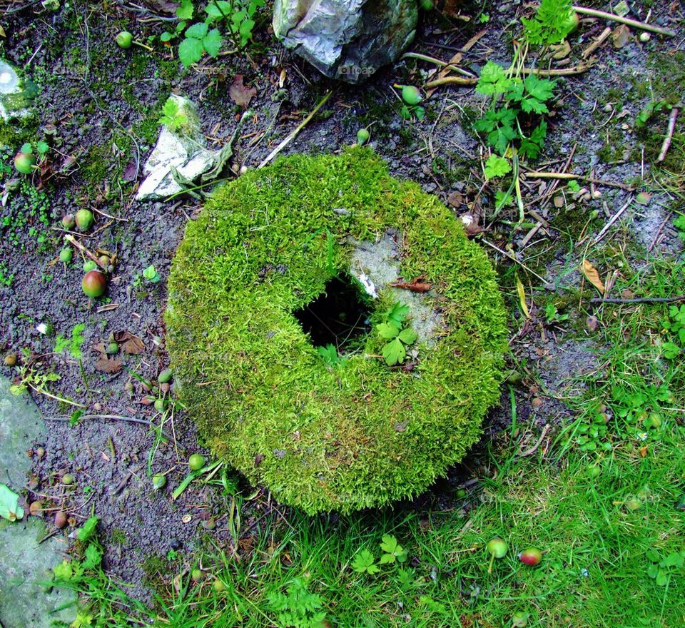 Circle of Moss