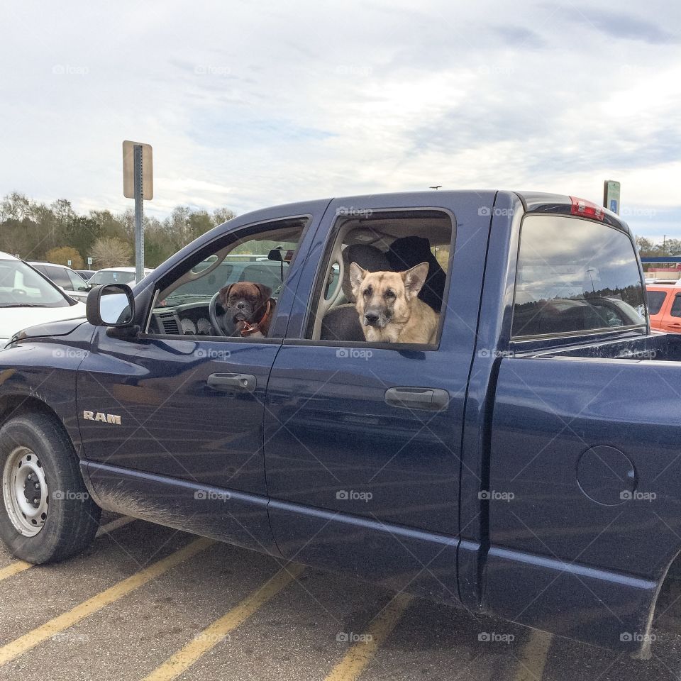 Dogs in trucks 