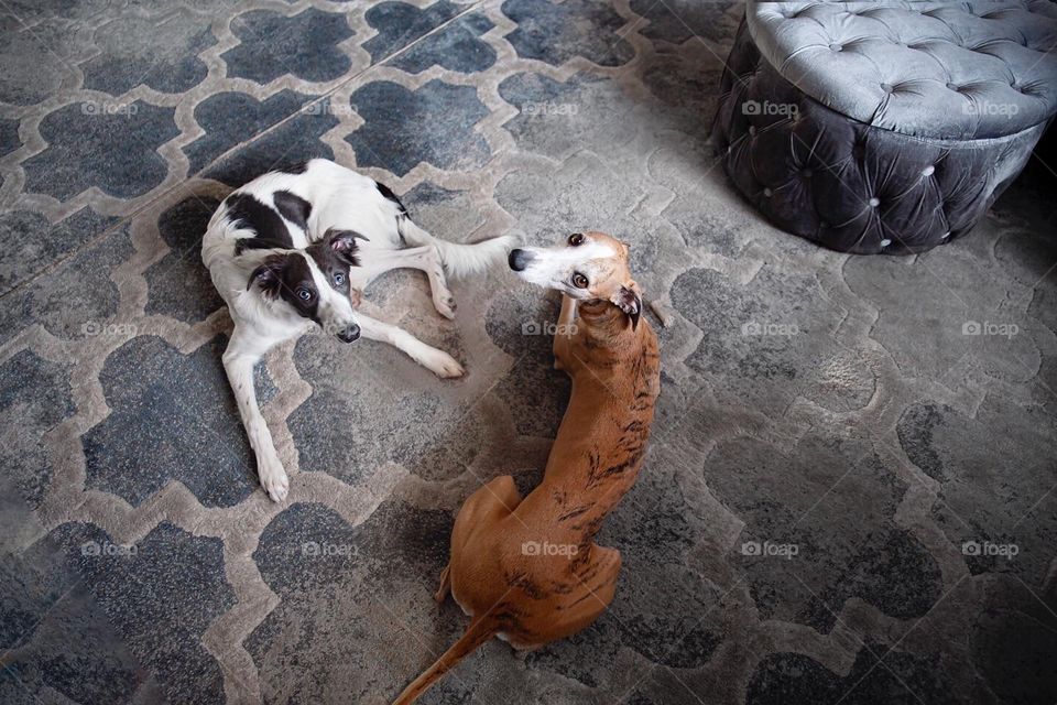 Two sighthound greyhound whippet Windsprite dogs laying on a carpet with fancy Interior carpet and looking up at you