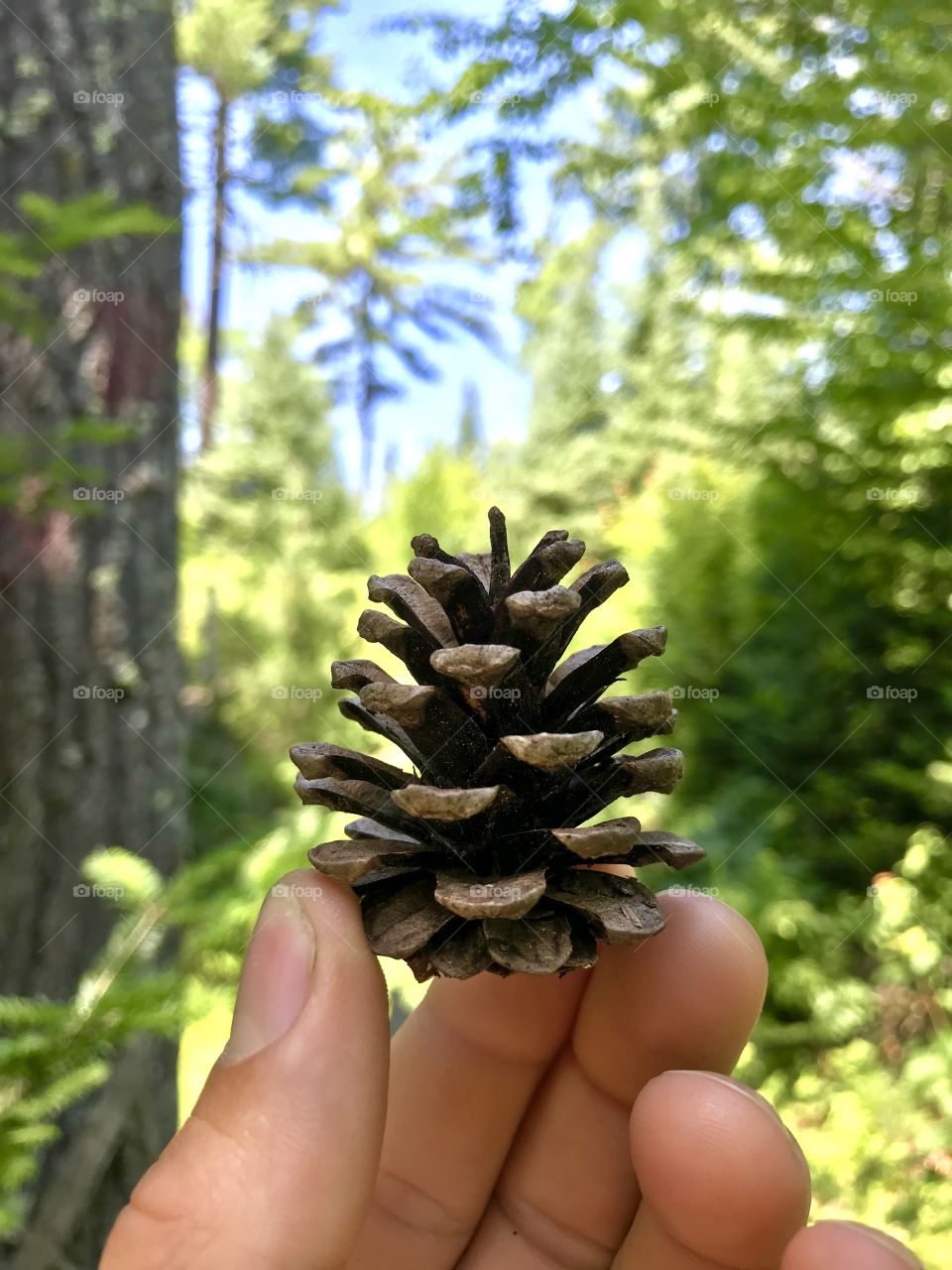 A pinecone discovery in a brilliant green pine forest. 